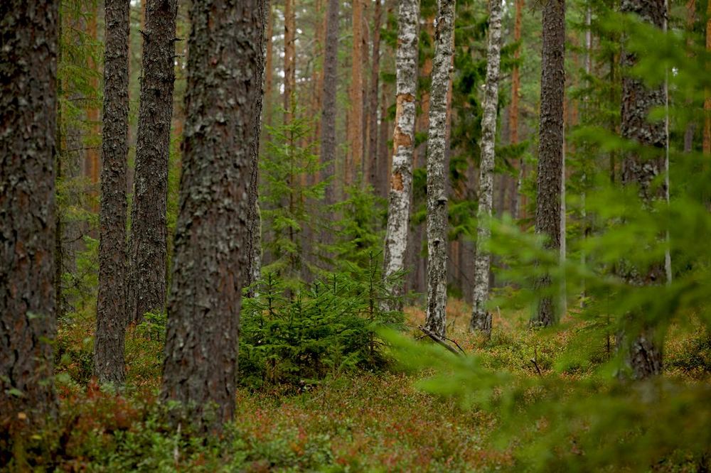 Смешанный лес средней полосы: сосны, берёзы и ель